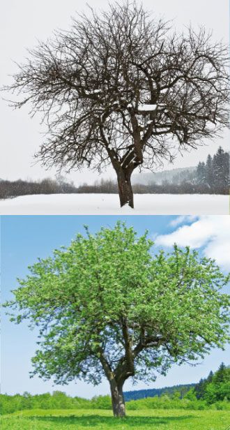 Zwei Bilder vom gleichen Baum - einmal im Winter und einmal im Sommer